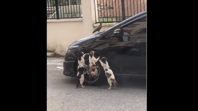 Picture of the cats going after a pigeon. (Instagram/@shouldhavecat) Picture of the cats going after a pigeon. (Instagram/@shouldhavecat)