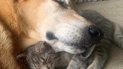 The image shows a dog with its foster kitty. (Instagram/@raylan_the_dog)