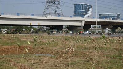 Saplings planted along the Dwarka Expressway, in Gurugram. (Parveen Kumar/HT)