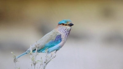 Birds such as the Indian roller, Great grey shrike, Isabelline wheatear and Rufous-tailed lark have declined sharply. These are birds of “open habitats” that encompass scrublands, grasslands, deserts and arid landscapes Birds such as the Indian roller, Great grey shrike, Isabelline wheatear and Rufous-tailed lark have declined sharply. These are birds of “open habitats” that encompass scrublands, grasslands, deserts and arid landscapes