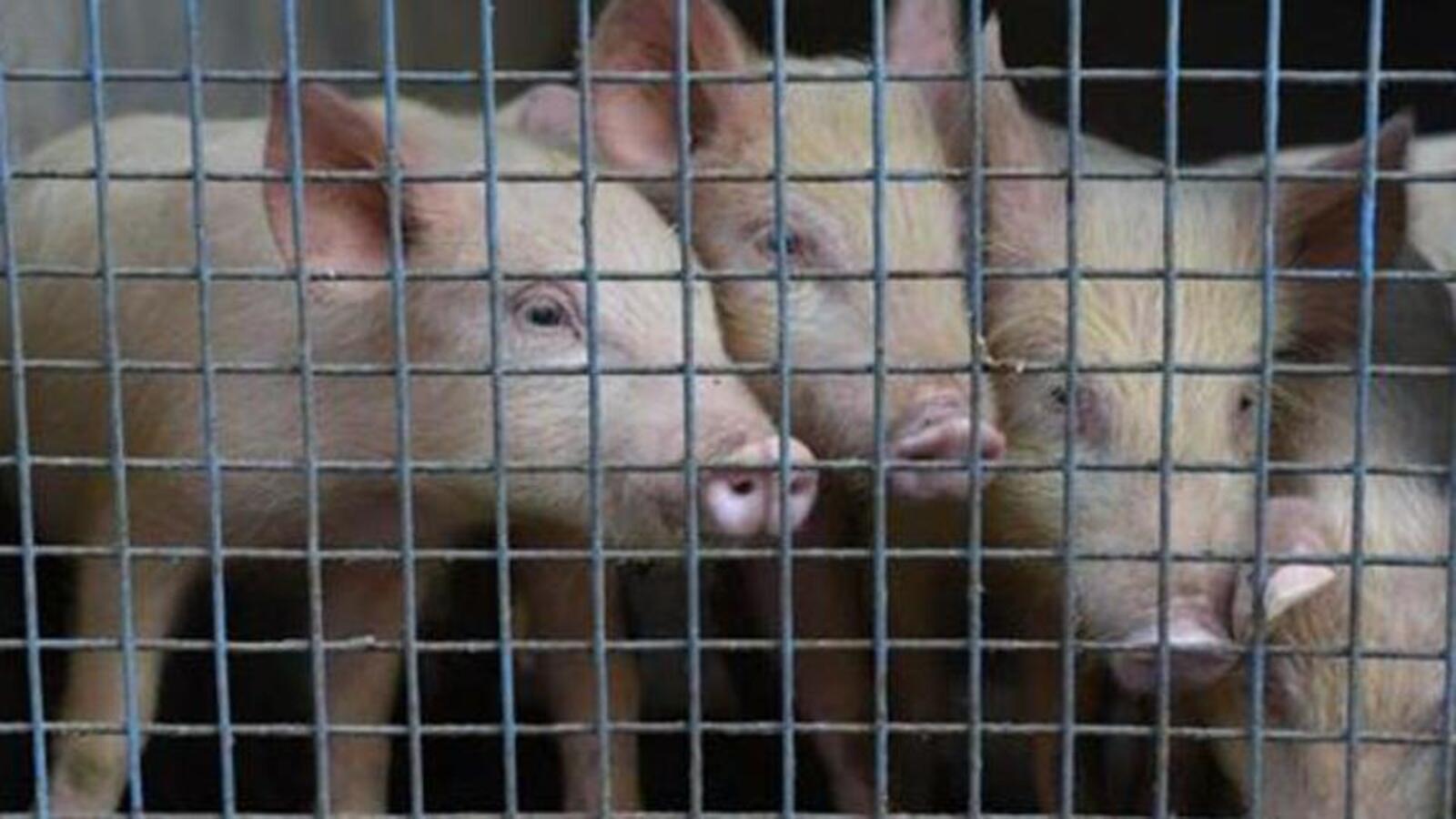 Pig farm in Imphal West declared epicentre after African swine fewer break out - Vimarsana News