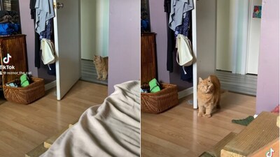 Several people took to the comments section to praise the cat. (Instagram/@reznor_and_family) Several people took to the comments section to praise the cat. (Instagram/@reznor_and_family)