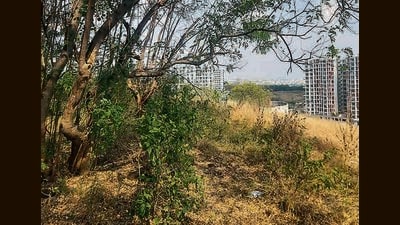 Despite the identification of these areas, many forest areas in different categories are yet to be demarcated properly. (HT PHOTO) Despite the identification of these areas, many forest areas in different categories are yet to be demarcated properly. (HT PHOTO)