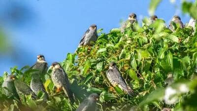 The Amur falcons, locally known as Akhuaipuina, usually arrive in Manipur in thousands, mostly in Tamenglong in mid-October from their breeding grounds in South Eastern Siberia and Northern China. (File Photo) The Amur falcons, locally known as Akhuaipuina, usually arrive in Manipur in thousands, mostly in Tamenglong in mid-October from their breeding grounds in South Eastern Siberia and Northern China. (File Photo)