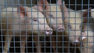 The contagious African Swine Fever (ASF) has been detected on pigs of Central Agricultural University (CAU) (Representative Photo)