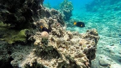 Fish swim by the coral reef in the waters of the Red Sea (AFP) Fish swim by the coral reef in the waters of the Red Sea (AFP)