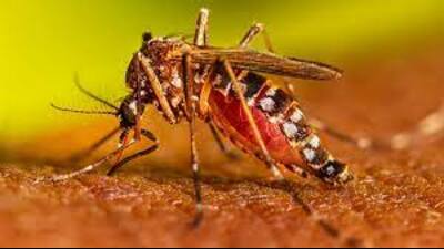 Lucknow reports 36 fresh dengue cases (Pc for representation)