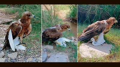 The conquering eagle obliged with different poses and was photographed with just a smartphone by Sagar, whose diligent and pro-active work in protecting wildlife and forests had earlier won him a formal commendation from the department. (HT)