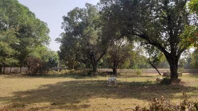The land in Garhi-Harsaru where NHAI has sought permission to transplant or fell trees. (Parveen Kumar/HT Photo) The land in Garhi-Harsaru where NHAI has sought permission to transplant or fell trees. (Parveen Kumar/HT Photo)