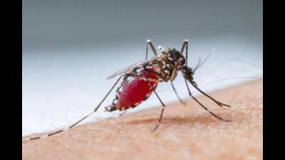 With moderate rains forecasted by the weather department during the next 36 hours in the state, experts said dengue cases are likely to rise in the coming months. With moderate rains forecasted by the weather department during the next 36 hours in the state, experts said dengue cases are likely to rise in the coming months.