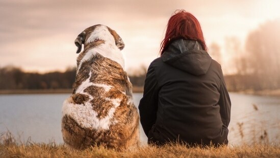 A stolen dog and its owner were reunited following a 40-mile police chase with two suspects in Colorado (Pixabay - representational image)