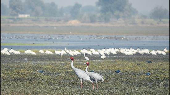 The Dhanauri wetland is home to over 150 sarus cranes. (HT archive)