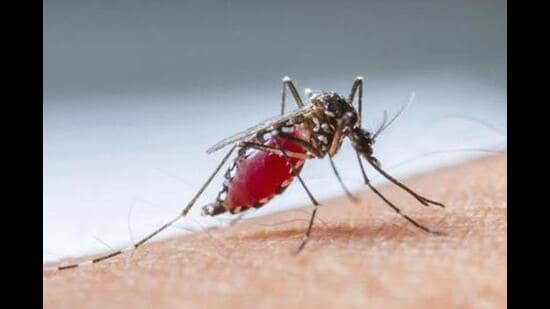 With moderate rains forecasted by the weather department during the next 36 hours in the state, experts said dengue cases are likely to rise in the coming months.
