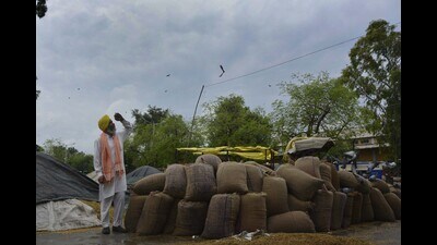 A farmer at the Bhagtanwala grain market in Amritsar on Monday. (Sameer Sehgal/HT)