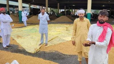A paddy farmer showing the paddy that got soaked after rain at the Bathinda grain market on Monday. (Sanjeev Kumar/HT) A paddy farmer showing the paddy that got soaked after rain at the Bathinda grain market on Monday. (Sanjeev Kumar/HT)