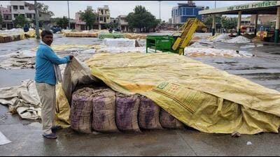 A worker covering sacks of paddy at the Bathinda grain market after rain accompanied with high-velocity wind lashed the region on Monday. Experts said inclement weather was likely to cause more damage to the cotton crop, where the second picking is on. (Sanjeev Kumar/HT) A worker covering sacks of paddy at the Bathinda grain market after rain accompanied with high-velocity wind lashed the region on Monday. Experts said inclement weather was likely to cause more damage to the cotton crop, where the second picking is on. (Sanjeev Kumar/HT)