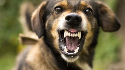 Bengaluru man unleashes his pet dog on girl as an act of revenge, booked: Report (Pic for representation) Bengaluru man unleashes his pet dog on girl as an act of revenge, booked: Report (Pic for representation)