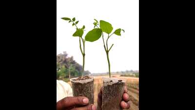 Saplings of new plant variety that will grow three types of vegetables. (HT PHOTO)