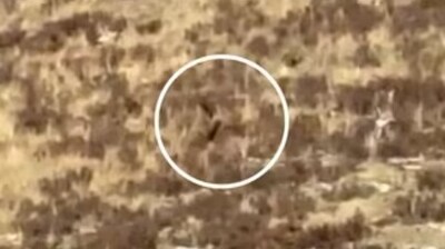 The creature was seen roaming through the San Juan National Forest on two legs, near the New Mexico and Utah borders (bt92.travels/Instagram) The creature was seen roaming through the San Juan National Forest on two legs, near the New Mexico and Utah borders (bt92.travels/Instagram)