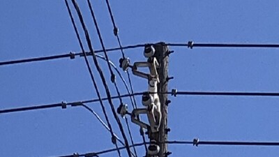 Cat stuck on a utility pole. (Columbia Borough Police Department)