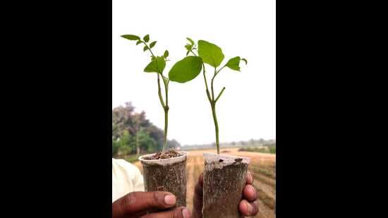 Saplings of new plant variety that will grow three types of vegetables. (HT PHOTO)