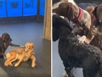 The image shows a dog named Ruby petting another dog at a daycare centre. 