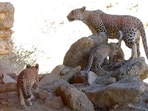 Persian leopards under a rock. Persian leopards under a rock.