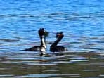 Snapshot of two Greater Crested Grebes courtship dance. 