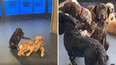 The image shows a dog named Ruby petting another dog at a daycare centre. (Reddit/@ALANAHLORRAINE) The image shows a dog named Ruby petting another dog at a daycare centre. (Reddit/@ALANAHLORRAINE)