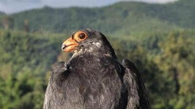 These pigeon sized birds undertake a yearly journey covering up to 22,000km. (Sourced photo) These pigeon sized birds undertake a yearly journey covering up to 22,000km. (Sourced photo)