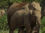 Despite CITES, populations of many species like rhinos and elephants continue to decline. In the case of elephants, this is even more complicated because many elephants are in captivity. (HT File Photo)