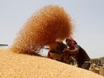 A worker sifts wheat before filling in sacks. 