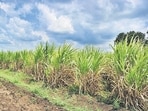 Sugarcane production in Karnataka is estimated to be lower at 520 lakh tonne in 2023-24, compared with 705 lakh tonne in the previous season. (Photo by Vidya Subramanian/ Hindustan Times)