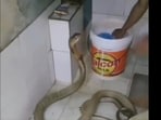 Snapshot of the man bathing a snake. 