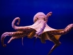 When an octopus touches something with its sucker, it creates a seal, and then by contracting its muscles, it creates a suction effect. This action enables the octopus to grip the object tightly