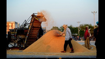 Labourers clean rice paddy grains at a grain market, in Jalandhar on Wednesday. (PTI) Labourers clean rice paddy grains at a grain market, in Jalandhar on Wednesday. (PTI)