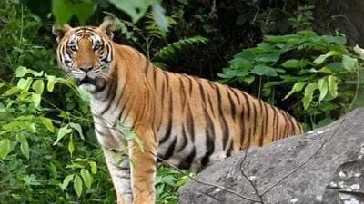 Similipal Tiger Reserve of Mayurbhanj district is the biggest tiger reserve in Odisha. (Representative Image) Similipal Tiger Reserve of Mayurbhanj district is the biggest tiger reserve in Odisha. (Representative Image)