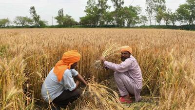 The Union Cabinet approves hikes in MSPs for six main rabi crops. (AFP) The Union Cabinet approves hikes in MSPs for six main rabi crops. (AFP)