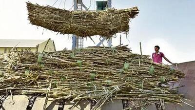 The world’s second-largest producer had already restricted exports of the sweetener until October 31, 2023. (HT file photo) The world’s second-largest producer had already restricted exports of the sweetener until October 31, 2023. (HT file photo)