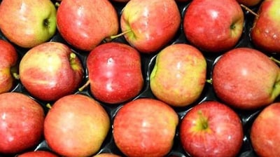 Apple: The saying 'an apple a day keeps the doctor away' goes very far when it comes to its nutritional value. Being rich in vitamins B and C, apples improve metabolism and the fibre content in it helps you to feel full. (HT File Photo) Apple: The saying 'an apple a day keeps the doctor away' goes very far when it comes to its nutritional value. Being rich in vitamins B and C, apples improve metabolism and the fibre content in it helps you to feel full. (HT File Photo)