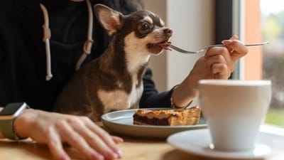 Pradnya, Dog Trainer and Canine Behaviourist shares important tips for pet parents while taking their pet out for a coffee or snack. (Freepik) Pradnya, Dog Trainer and Canine Behaviourist shares important tips for pet parents while taking their pet out for a coffee or snack. (Freepik)