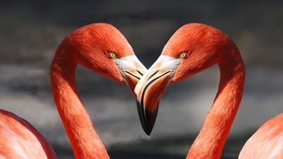 Daily Love and Relationship Horoscope 2023: Find out love predictions for October 19. Daily Love and Relationship Horoscope 2023: Find out love predictions for October 19.