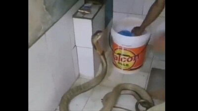 Snapshot of the man bathing a snake. (X/@Susanta Nanda)