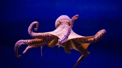 When an octopus touches something with its sucker, it creates a seal, and then by contracting its muscles, it creates a suction effect. This action enables the octopus to grip the object tightly (Getty Images/iStockphoto/Representative image) When an octopus touches something with its sucker, it creates a seal, and then by contracting its muscles, it creates a suction effect. This action enables the octopus to grip the object tightly (Getty Images/iStockphoto/Representative image)