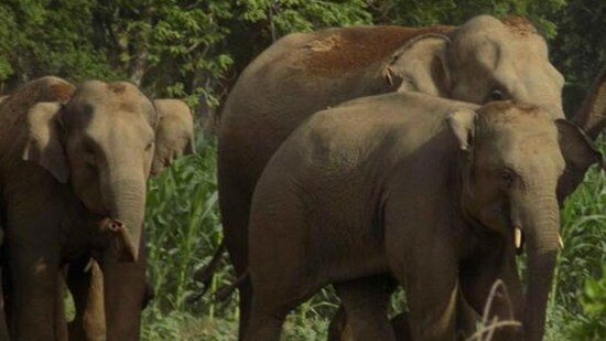 Despite CITES, populations of many species like rhinos and elephants continue to decline. In the case of elephants, this is even more complicated because many elephants are in captivity. (HT File Photo)