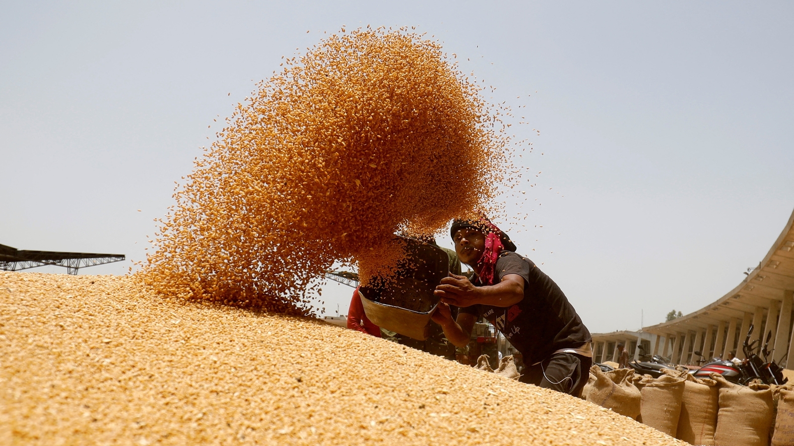 Polls, procurement drive up wheat MSP - Vimarsana News
