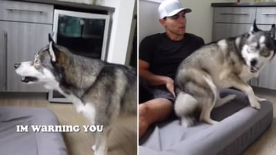 The image shows a Siberian Husky named Blue with his pet dad. (Instagram/@imbluethesiberian)