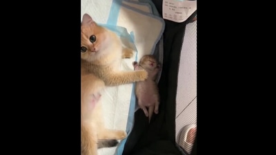 The image shows the mama cat with her newborn. (Reddit/@vladgrinch) The image shows the mama cat with her newborn. (Reddit/@vladgrinch)