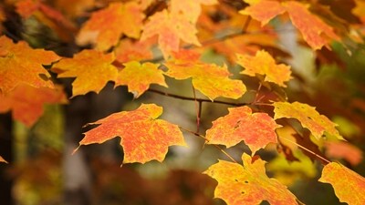 Fall foliage is on display Wednesday, Oct. 18, 2023, in Cuyahoga Valley National Park in Northfield, Ohio. (AP Photo/Sue Ogrocki) (AP) Fall foliage is on display Wednesday, Oct. 18, 2023, in Cuyahoga Valley National Park in Northfield, Ohio. (AP Photo/Sue Ogrocki) (AP)
