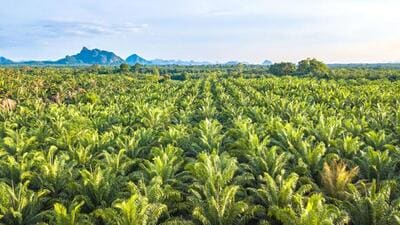 Palm oil plantations have had devastating consequences for the biodiversity in parts of Indonesia and Malaysia (Shutterstock) Palm oil plantations have had devastating consequences for the biodiversity in parts of Indonesia and Malaysia (Shutterstock)